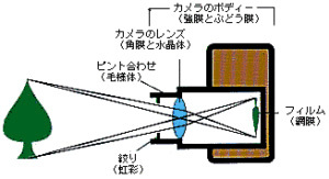 ものが見える仕組み